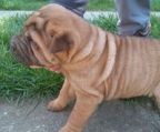 shar pei hvalpe til salg danmark