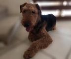 Airedale terrier hvalp til salg