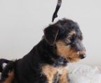 Airedale terrier hvalpe til salg