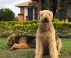 Airedale terrier hvalpe til salg