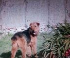 5 airedale terrier hvalpe til salg