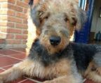 Airedale terrier hvalpe til salg