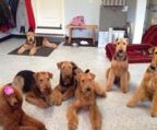 Airedale terrier hvalpe til salg