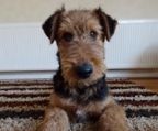 airedale terrier hund til salg