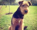 Airedale terrier hvalpe til salg