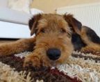 Airedale terrier hvalpe til salg