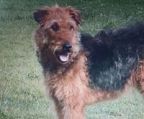 2 airedale terrier hund 