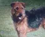 Airedale terrier hvalpe til salg