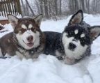 alaskan malamute hvalpe til salg