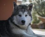 alaskan malamute hvalpe til salg