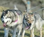 alaskan malamute pris