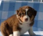 australian shepherd hvalpe til salg