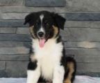 australian shepherd hvalpe til salg