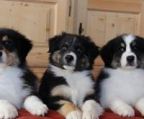 2 australian shepherd hvalp