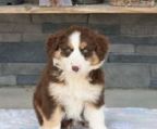 australian shepherd hvalpe til salg