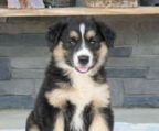 australian shepherd hvalpe pris