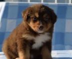 australian shepherd hvalpe til salg