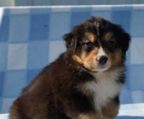 australian shepherd hvalpe til salg