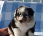 australian shepherd hvalpe til salg