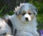 mini Australian Shepherd til salg