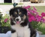 australian shepherd Farver: Merle, Sort,  Black tricolor, Rød merle, Red tricolor,Blå merle, Rød