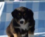 australian shepherd Danmark