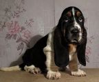 basset hound hvalpe til salg danmark