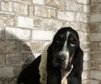  basset hund kennel