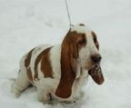 basset hound hvalpe til salg danmark