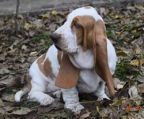 basset hound hvalpe til salg danmark