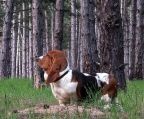  basset hund Danmark