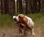 basset hound hvalpe til salg danmark