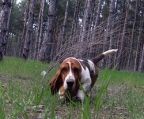 basset hound hvalpe til salg danmark