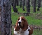  koster basset hound