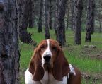 basset hound hvalpe til salg danmark