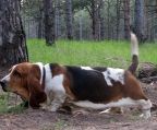 basset hvalp