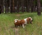 basset hound hvalpe til salg danmark