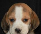 5 beagle hvalpe til salg