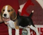 2 beagle hvalpe til salg