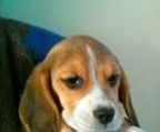 beagle hvalpe pris