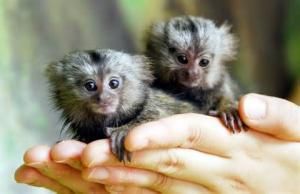 marmoset monkeys for adoption