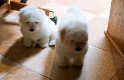 Dejlig coton de tulear hvalpe søger nyt hjem.
<br>De er født og opvokset på hjem.
<br>
<br>Hvalpene vil være vant til børn og andre hunde, samt naturligvis menneskehænder og alle hjemmets lyde og lugte.
<br>
<br>De har:
<br>- DKK stamtavle
<br>- fået ormekur
<br>- er ID-mærket
<br>- har fået sundhedstjek hos dyrlæge
<br>- fået 1. vaccination.
<br>- der medfølger foder til den første tid, samt fodervejledning.