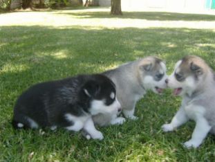 Siberian husky puppies for adoption