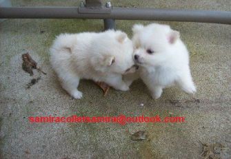 samiracolletsamira@outlook.com friska Pomeranian valpar