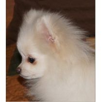 friska Pomeranian valpar