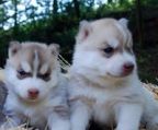 siberian husky hvalpe til salg