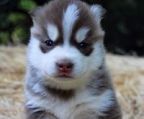 siberian husky hvalpe til salg