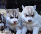 siberian husky hvalpe til salg