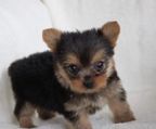 mini yorkshire terrier hvalpe