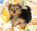 teacup yorkshire terrier hvalp køb